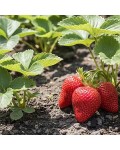 Ремонтантна полуниця Диво Світу на кущі